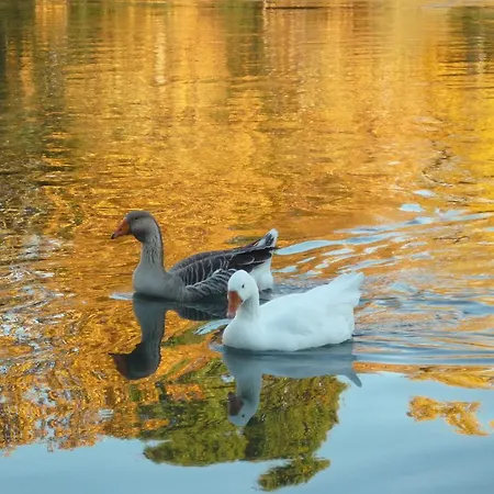 Al Chiare فندق مبيت وإفطار 4*